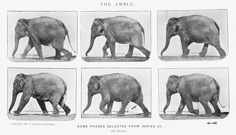 Eadweard Muybridge: The Amble alkotó: Eadweard Muybridge