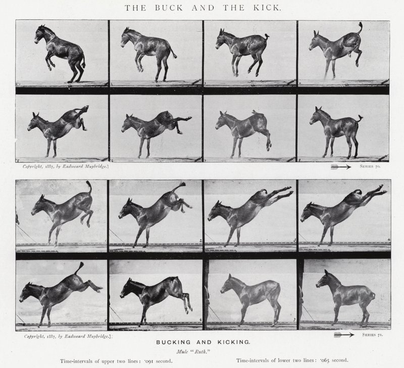 Eadweard Muybridge: The Buck and the Kick (f/w fotó) alkotó: Eadweard Muybridge