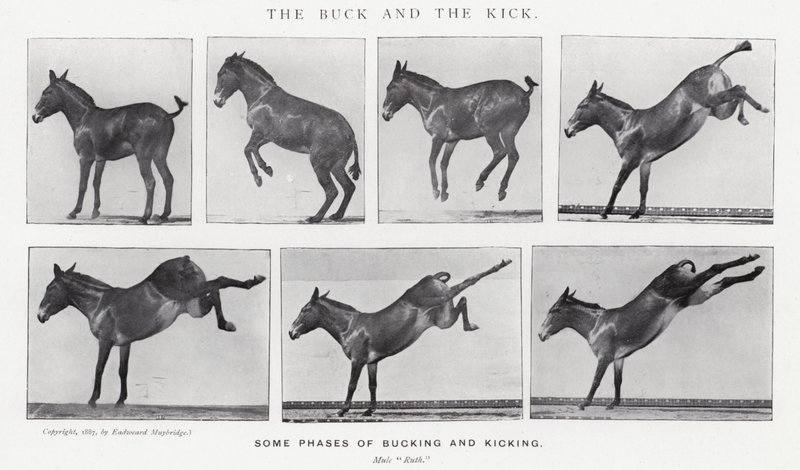 Eadweard Muybridge: The Buck and the Kick (f/w fotó) alkotó: Eadweard Muybridge