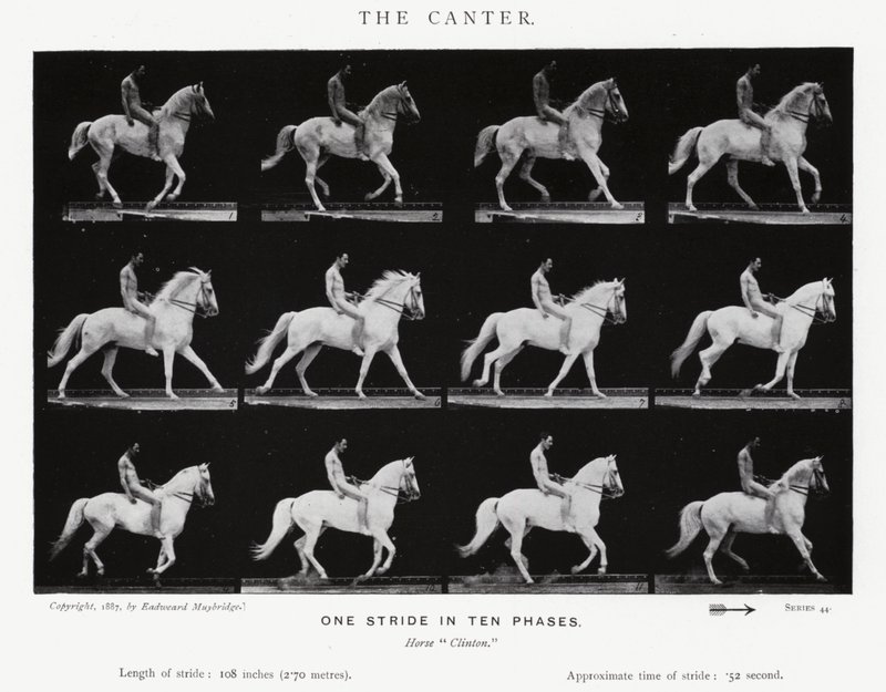 Eadweard Muybridge: The Canter (f/w fotó) alkotó: Eadweard Muybridge