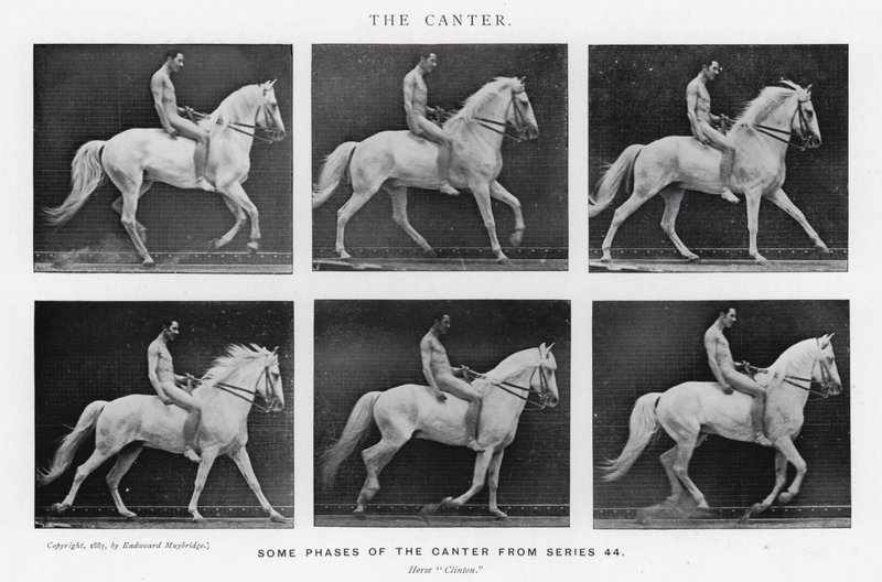 Eadweard Muybridge: The Canter (f/w fotó) alkotó: Eadweard Muybridge