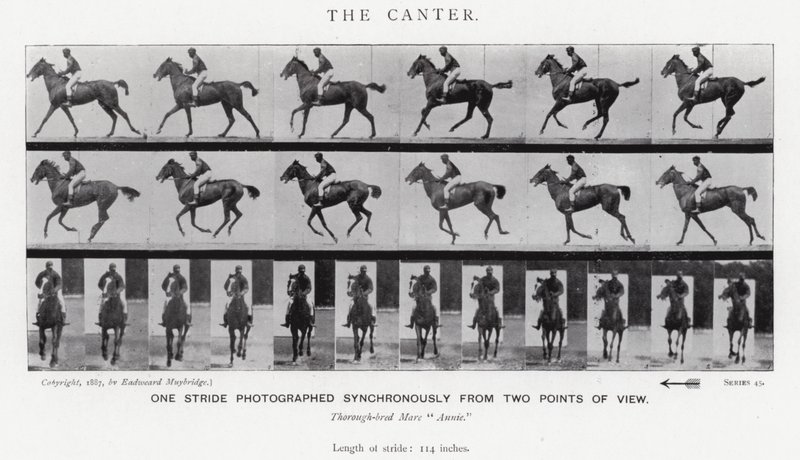Eadweard Muybridge: The Canter (f/w fotó) alkotó: Eadweard Muybridge