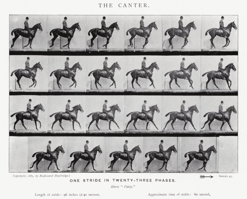 Eadweard Muybridge: A vágta alkotó: Eadweard Muybridge