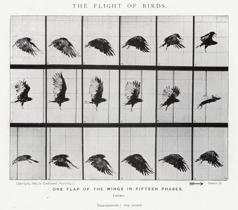 Eadweard Muybridge: A madarak repülése (f/w fotó) alkotó: Eadweard Muybridge