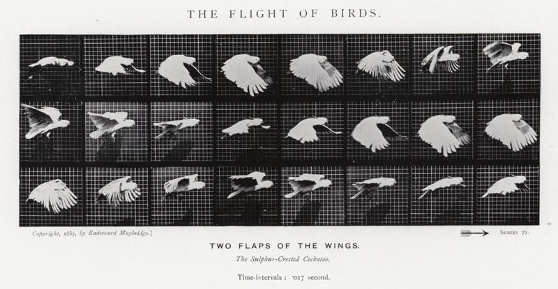 Eadweard Muybridge: A madarak repülése (f/w fotó) alkotó: Eadweard Muybridge