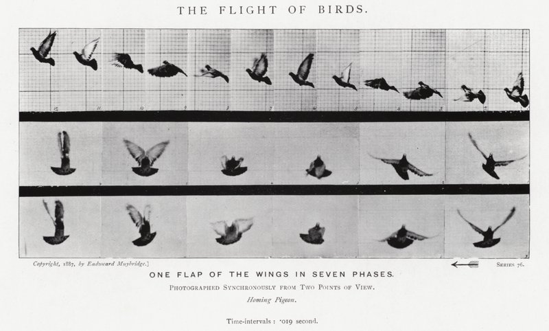 Eadweard Muybridge: A madarak repülése (f/w fotó) alkotó: Eadweard Muybridge