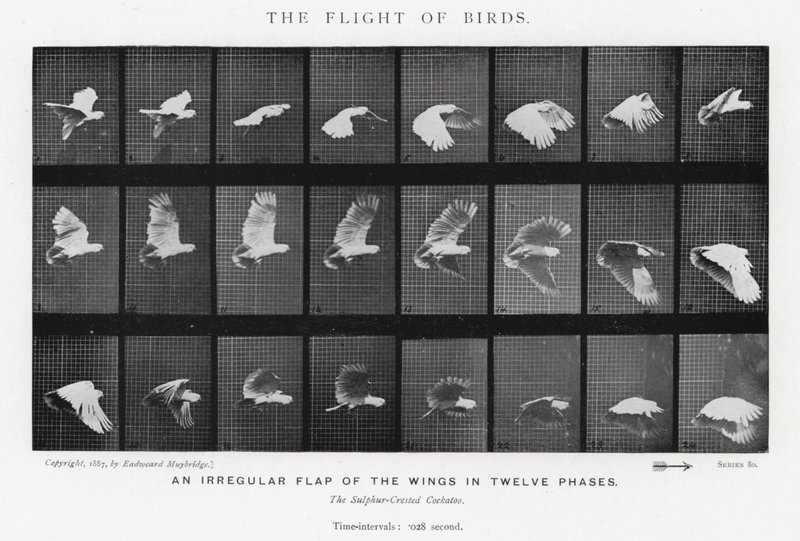 Eadweard Muybridge: A madarak repülése (f/w fotó) alkotó: Eadweard Muybridge