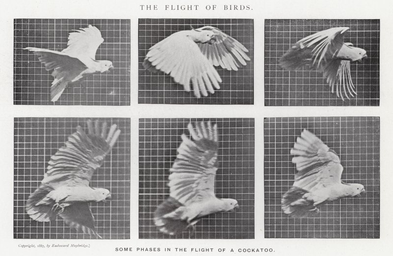 Eadweard Muybridge: A madarak repülése (f/w fotó) alkotó: Eadweard Muybridge