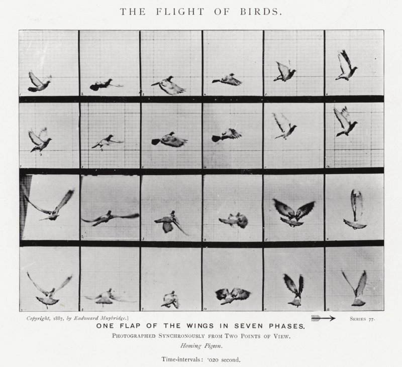 Eadweard Muybridge: A madarak repülése (f/w fotó) alkotó: Eadweard Muybridge