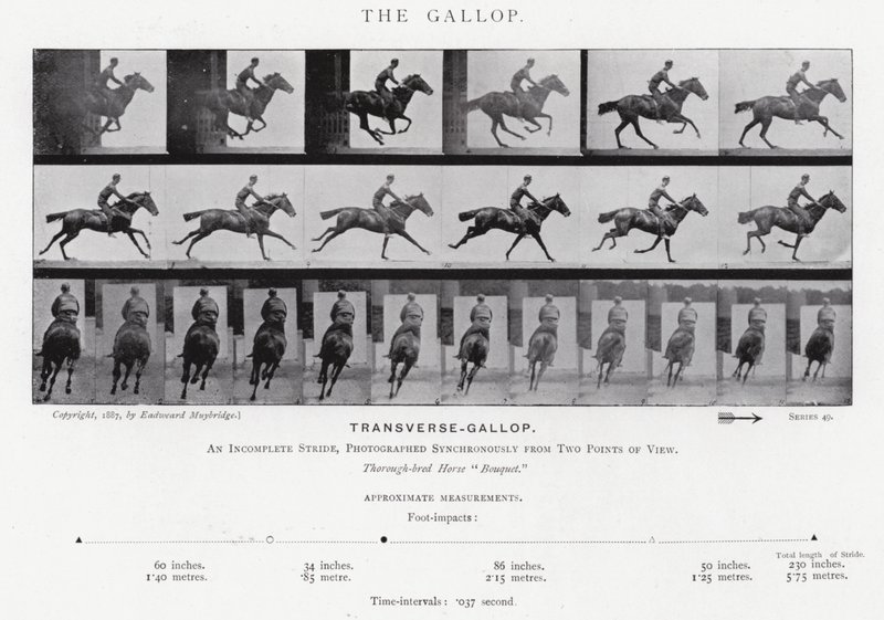 Eadweard Muybridge: A vágta (f/w fotó) alkotó: Eadweard Muybridge