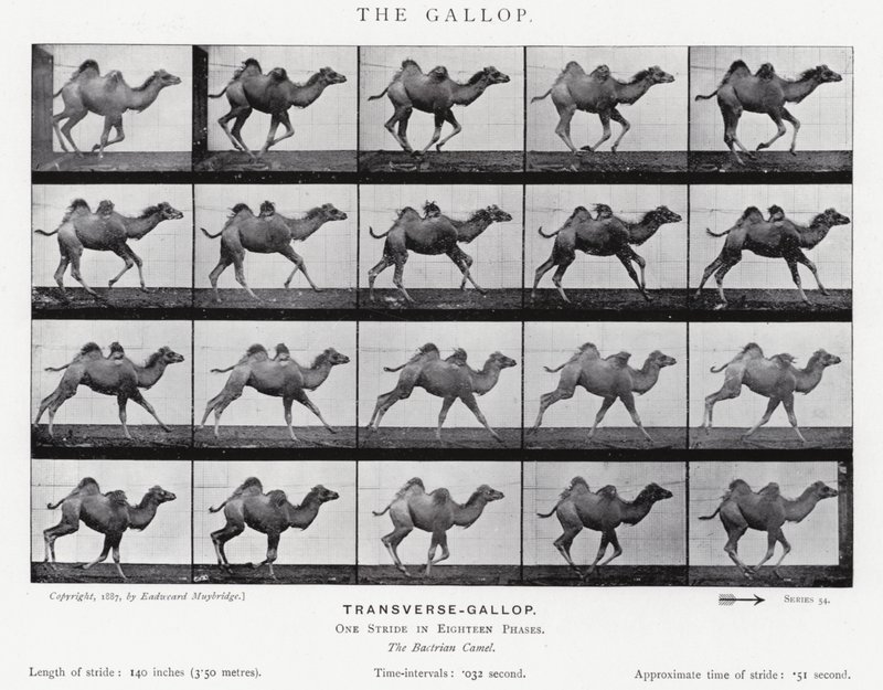 Eadweard Muybridge: A vágta (f/w fotó) alkotó: Eadweard Muybridge
