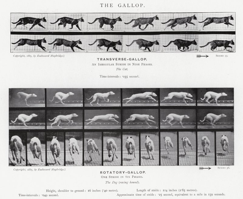 Eadweard Muybridge: A vágta (f/w fotó) alkotó: Eadweard Muybridge