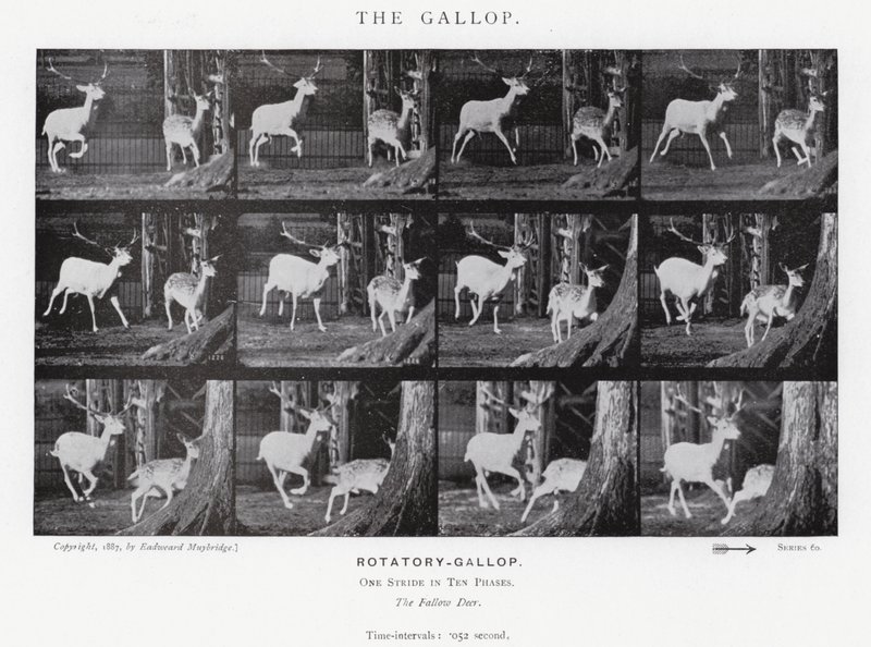 Eadweard Muybridge: A vágta (f/w fotó) alkotó: Eadweard Muybridge