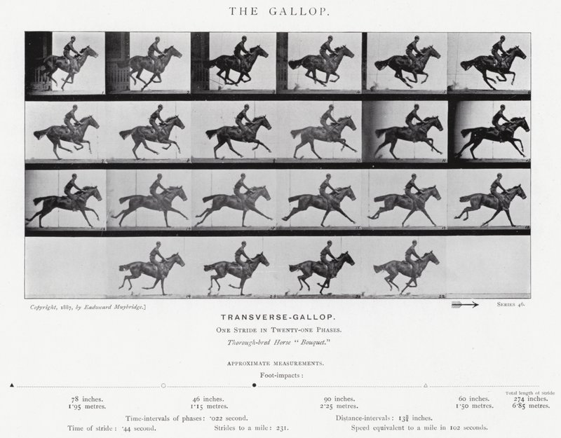 Eadweard Muybridge: A vágta (f/w fotó) alkotó: Eadweard Muybridge
