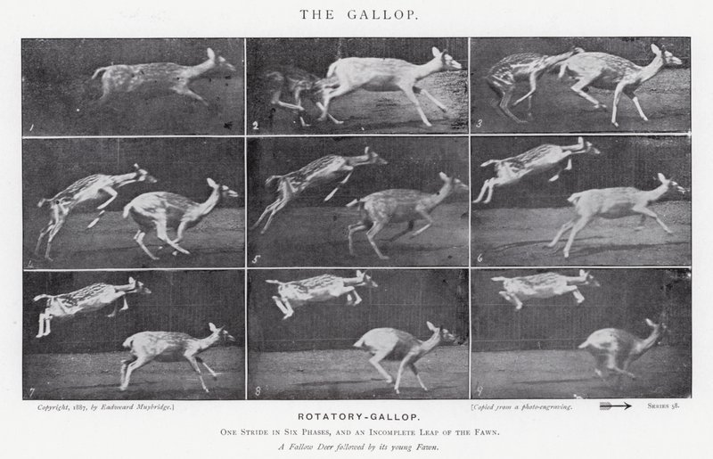 Eadweard Muybridge: A vágta (f/w fotó) alkotó: Eadweard Muybridge