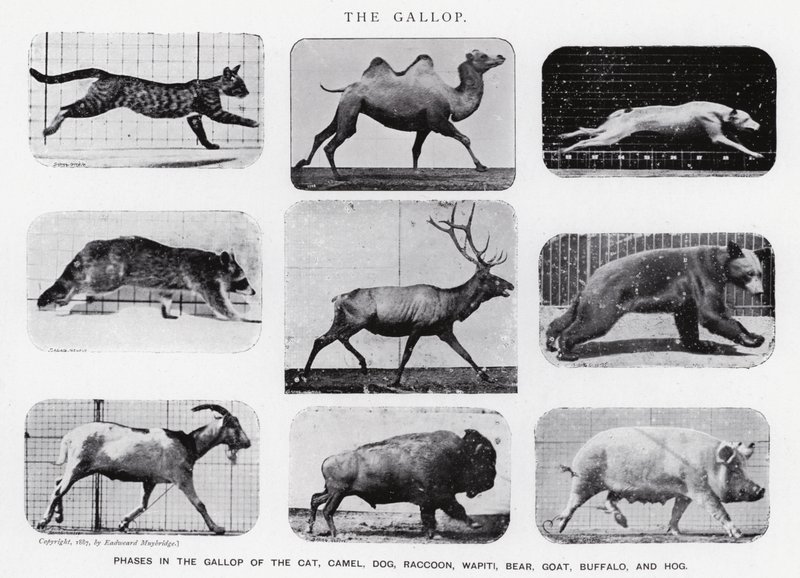 Eadweard Muybridge: A vágta (f/w fotó) alkotó: Eadweard Muybridge