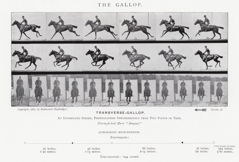 Eadweard Muybridge: A vágta (f/w fotó) alkotó: Eadweard Muybridge