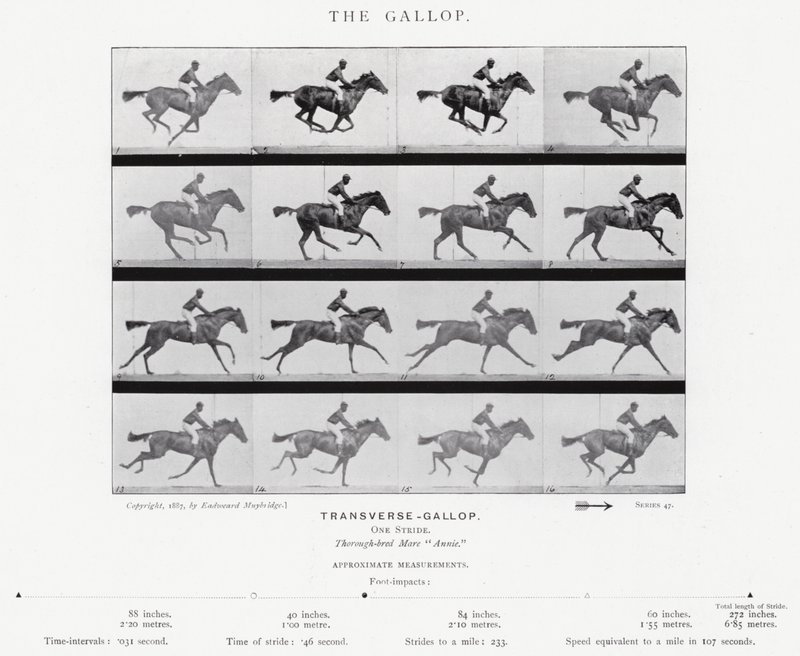 Eadweard Muybridge: A vágta (f/w fotó) alkotó: Eadweard Muybridge