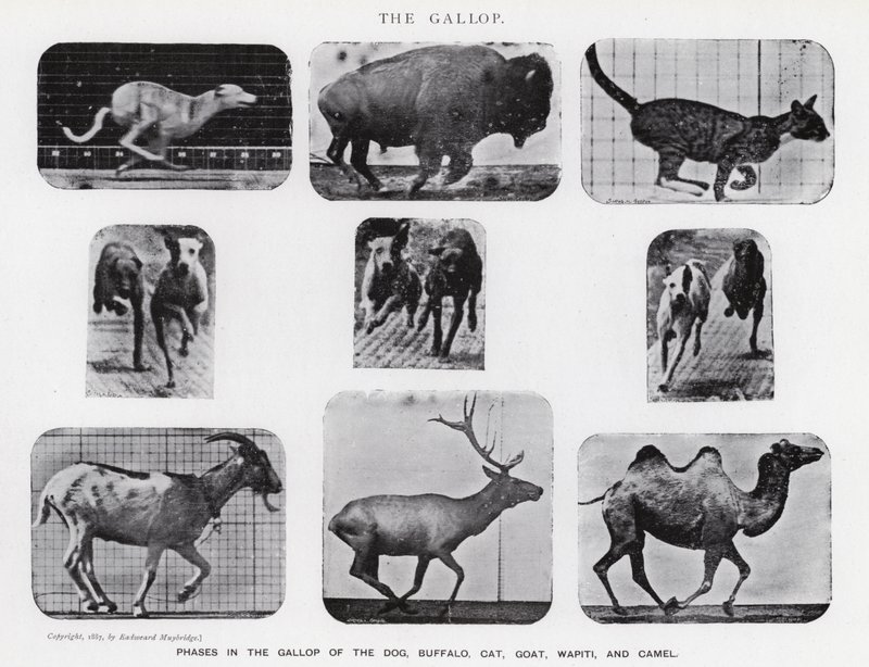 Eadweard Muybridge: A vágta (f/w fotó) alkotó: Eadweard Muybridge