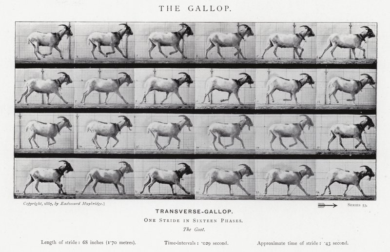 Eadweard Muybridge: A vágta (f/w fotó) alkotó: Eadweard Muybridge