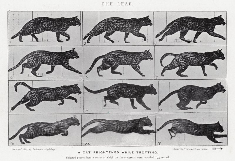 Eadweard Muybridge: Az ugrás (f/w fotó) alkotó: Eadweard Muybridge