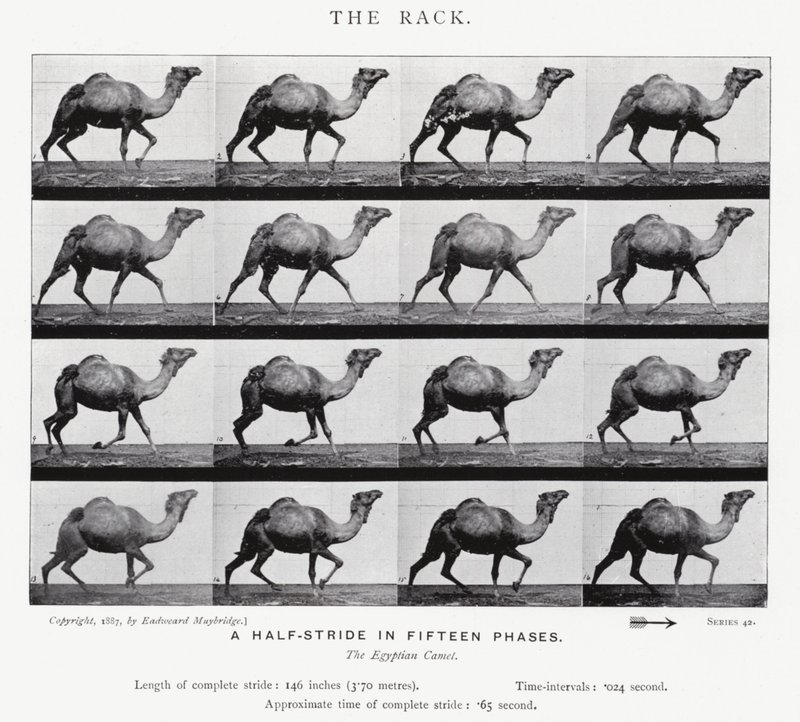 Eadweard Muybridge: The Rack (f/w fotó) alkotó: Eadweard Muybridge