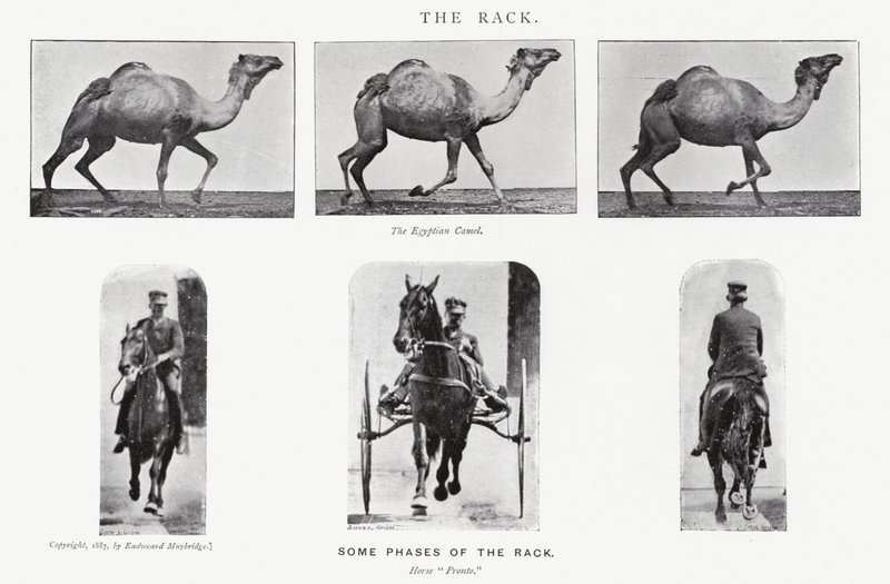 Eadweard Muybridge: Az állvány alkotó: Eadweard Muybridge