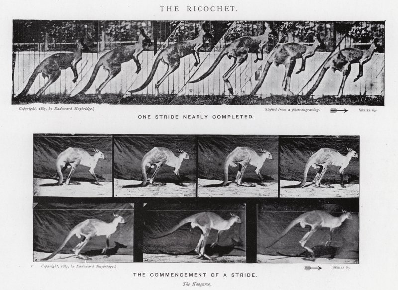 Eadweard Muybridge: The Ricochet (f/w fotó) alkotó: Eadweard Muybridge