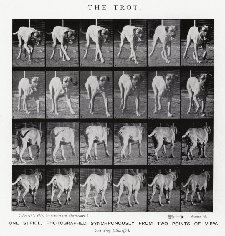 Eadweard Muybridge: Az ügetés (f/w fotó) alkotó: Eadweard Muybridge