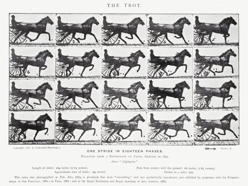 Eadweard Muybridge: Az ügetés (f/w fotó) alkotó: Eadweard Muybridge