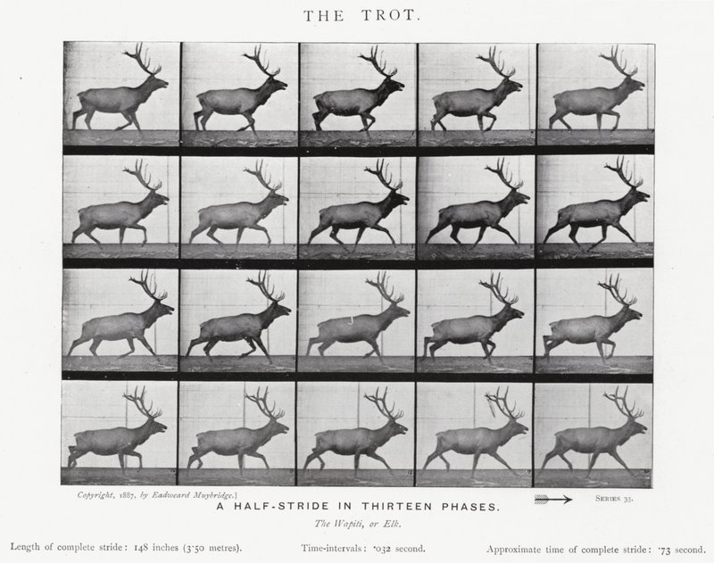 Eadweard Muybridge: Az ügetés (f/w fotó) alkotó: Eadweard Muybridge