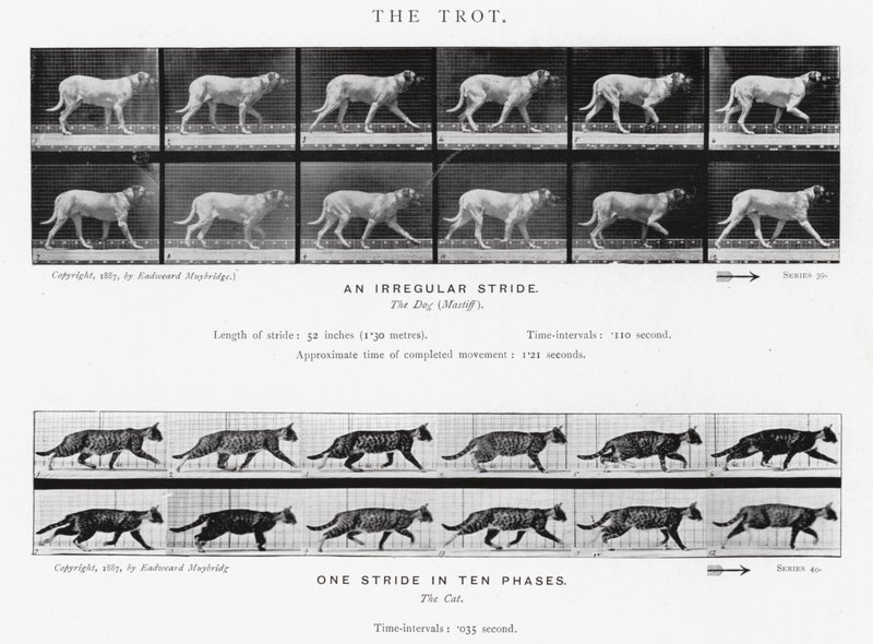 Eadweard Muybridge: Az ügetés (f/w fotó) alkotó: Eadweard Muybridge