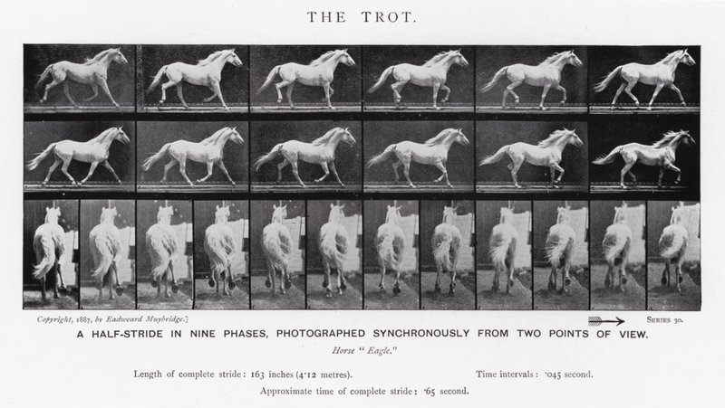 Eadweard Muybridge: Az ügetés (f/w fotó) alkotó: Eadweard Muybridge