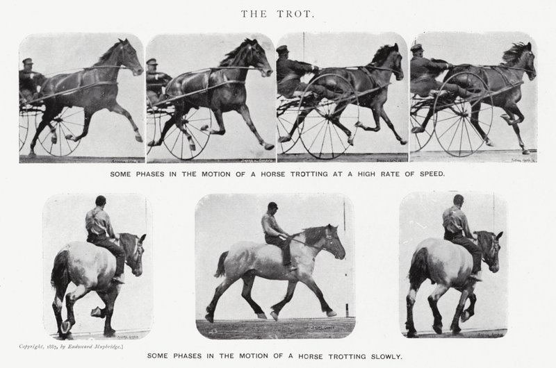 Eadweard Muybridge: Az ügetés (f/w fotó) alkotó: Eadweard Muybridge