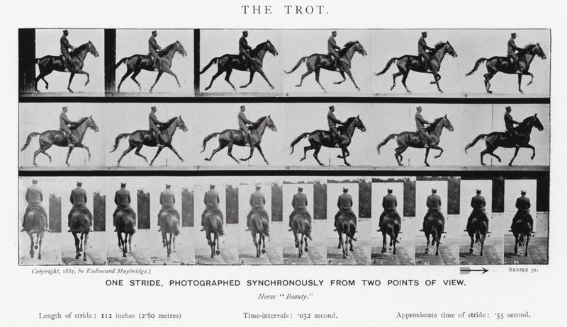 Eadweard Muybridge: Az ügetés (f/w fotó) alkotó: Eadweard Muybridge