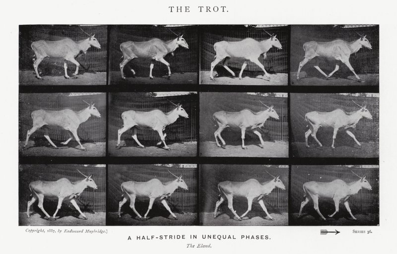 Eadweard Muybridge: Az ügetés (f/w fotó) alkotó: Eadweard Muybridge