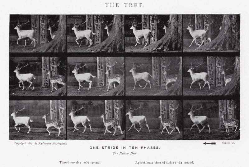 Eadweard Muybridge: Az ügetés (f/w fotó) alkotó: Eadweard Muybridge
