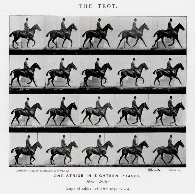 Eadweard Muybridge: Az ügetés alkotó: Eadweard Muybridge