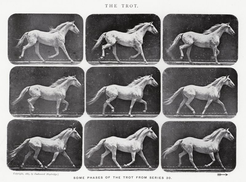 Eadweard Muybridge: Az ügetés alkotó: Eadweard Muybridge