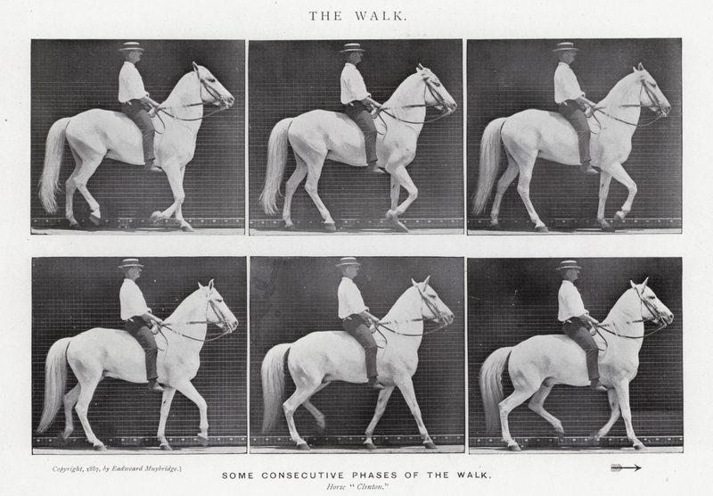 Eadweard Muybridge: The Walk (f/w fotó) alkotó: Eadweard Muybridge