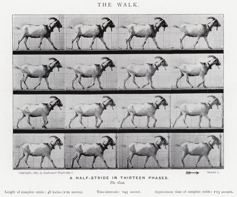 Eadweard Muybridge: The Walk (f/w fotó) alkotó: Eadweard Muybridge