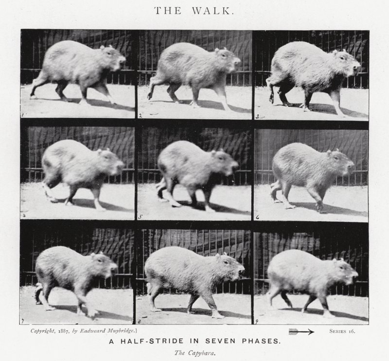 Eadweard Muybridge: The Walk (f/w fotó) alkotó: Eadweard Muybridge