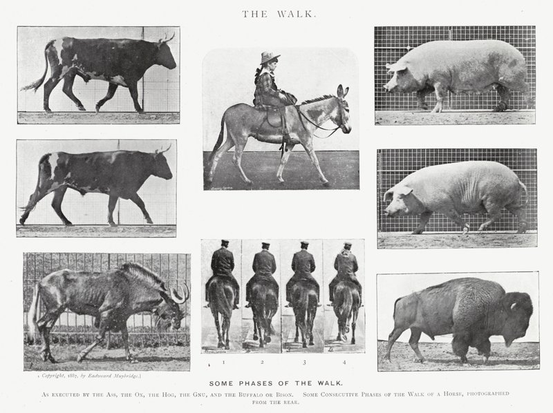 Eadweard Muybridge: The Walk (f/w fotó) alkotó: Eadweard Muybridge