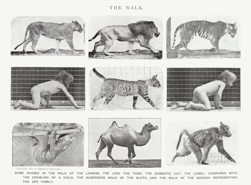 Eadweard Muybridge: The Walk (f/w fotó) alkotó: Eadweard Muybridge
