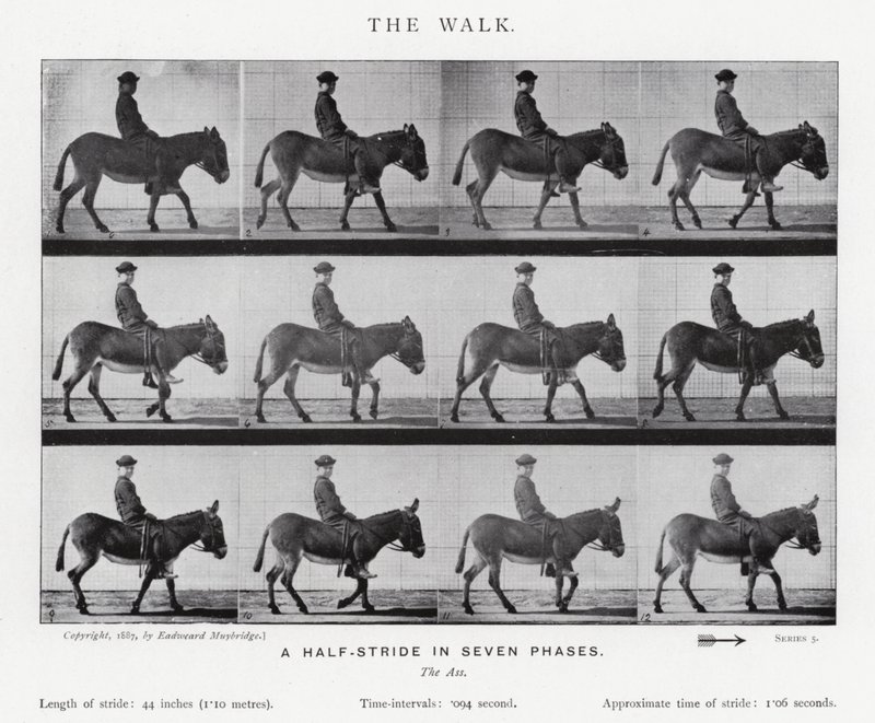 Eadweard Muybridge: The Walk (f/w fotó) alkotó: Eadweard Muybridge