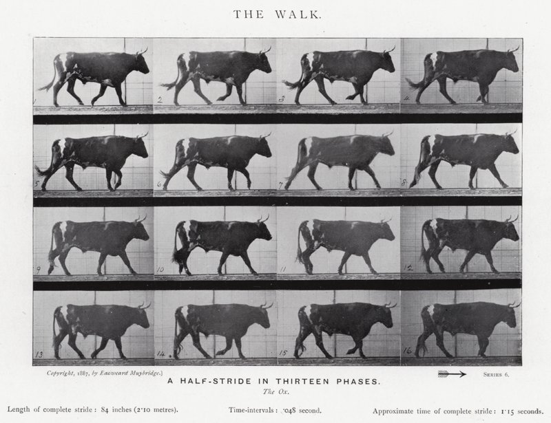 Eadweard Muybridge: The Walk (f/w fotó) alkotó: Eadweard Muybridge