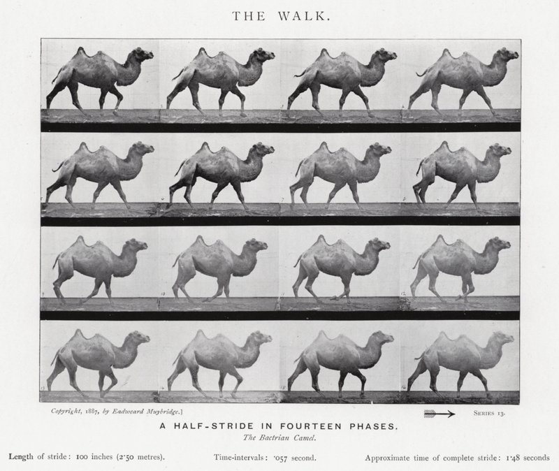 Eadweard Muybridge: The Walk (f/w fotó) alkotó: Eadweard Muybridge