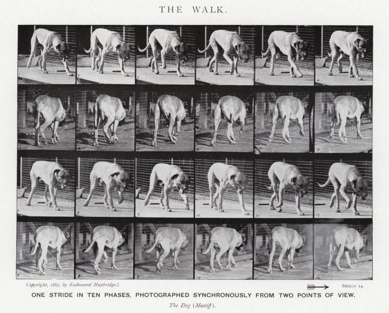 Eadweard Muybridge: The Walk (f/w fotó) alkotó: Eadweard Muybridge