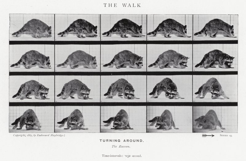 Eadweard Muybridge: The Walk (f/w fotó) alkotó: Eadweard Muybridge