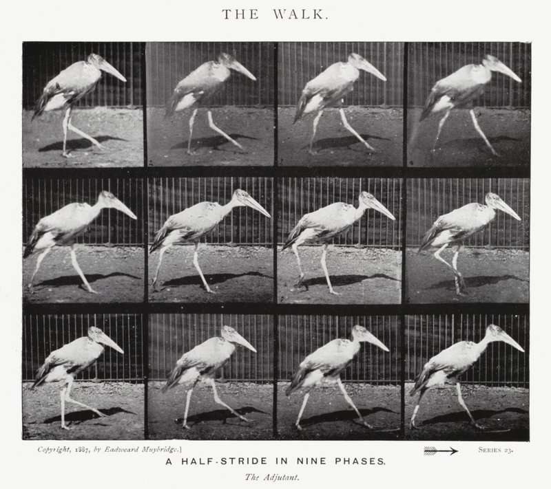Eadweard Muybridge: The Walk (f/w fotó) alkotó: Eadweard Muybridge